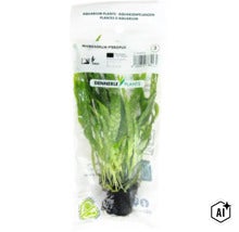Dennerle Plants Microsorum pteropus Aquarienpflanze im Beutel (Image AI modified or generated)