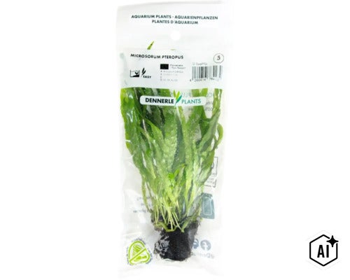 Dennerle Plants Microsorum pteropus Aquarienpflanze im Beutel (Image AI modified or generated)