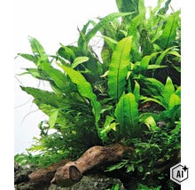 Javafarn microsorum pteropus als Aquariumpflanze auf einem Holzstueck wachsend (Image AI modified or generated)
