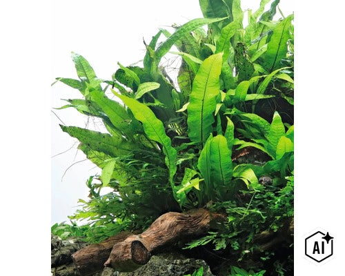 Javafarn microsorum pteropus als Aquariumpflanze auf einem Holzstueck wachsend (Image AI modified or generated)