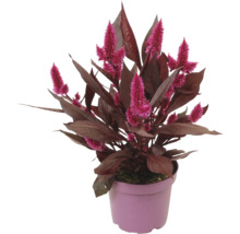 Celosia argentea mit dunklen Blättern und pinkfarbenen Blütenständen im Kunststofftopf.