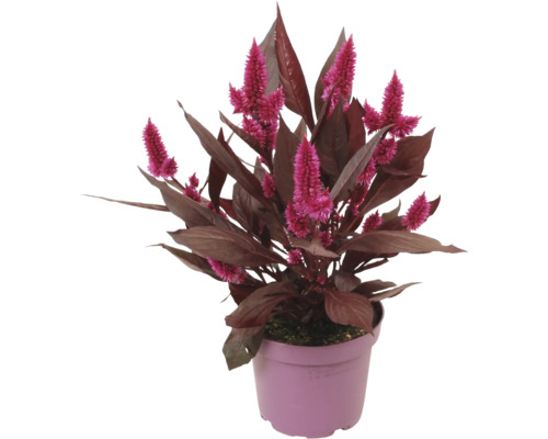 Celosia argentea mit dunklen Blättern und pinkfarbenen Blütenständen im Kunststofftopf.