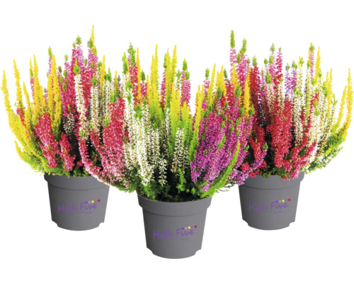 Drei Töpfe Knospenheide Calluna vulgaris High Five mit mehrfarbigen Blüten, High Five Logo.