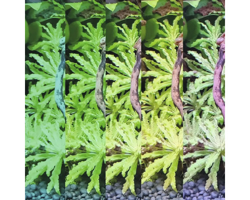 Aquariumpflanzen und Wurzelholz in fünf verschiedenen Lichttemperaturen zur Demonstration der Farbwirkung im Aquarium.