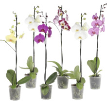 Phalaenopsis Orchideen in verschiedenen Farben in transparenten Kunststofftöpfen.