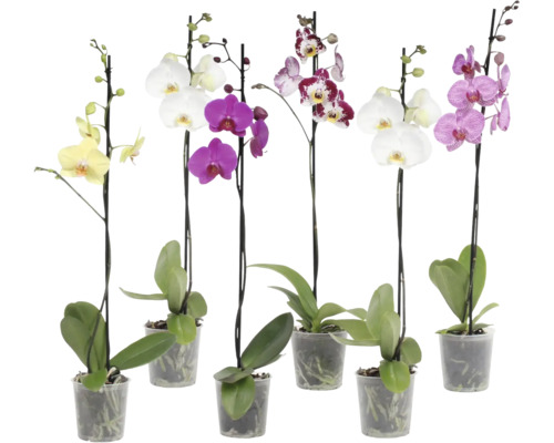 Phalaenopsis Orchideen in verschiedenen Farben in transparenten Kunststofftöpfen.