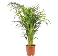 Zimmerpalme Goldfruchtpalme Dypsis lutescens im Kulturtopf