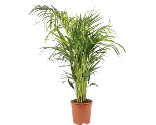Zimmerpalme Goldfruchtpalme Dypsis lutescens im Kulturtopf