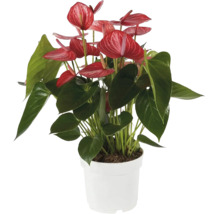 Anthurium im weißen Topf mit roten Blüten und grünen Blättern.