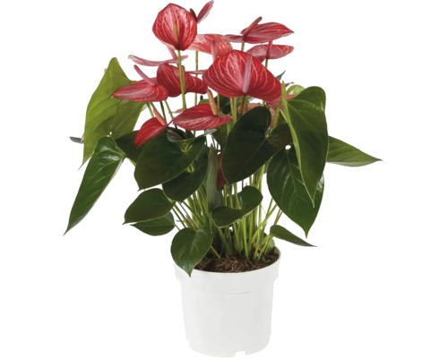 Anthurium im weißen Topf mit roten Blüten und grünen Blättern.