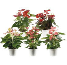 Fünf Anthurium Flamingoblume Zimmerpflanzen mit roten und rosa Blüten in weißen Töpfen.