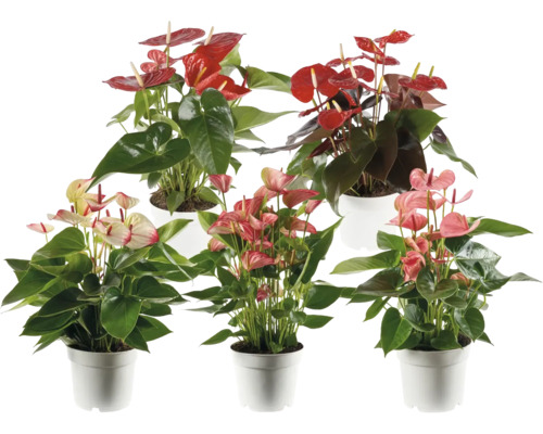 Fünf Anthurium Flamingoblume Zimmerpflanzen mit roten und rosa Blüten in weißen Töpfen.