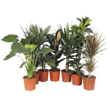Set aus verschiedenen Zimmerpflanzen in braunen Töpfen.