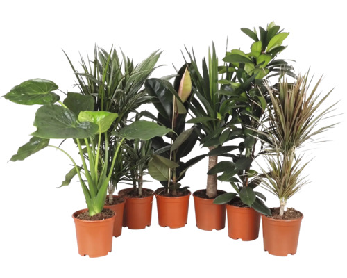 Set aus verschiedenen Zimmerpflanzen in braunen Töpfen.
