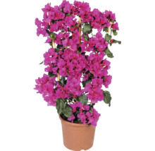 Bougainvillea am Holzspalier im Topf mit pinkfarbenen Blüten und grünen Blättern.
