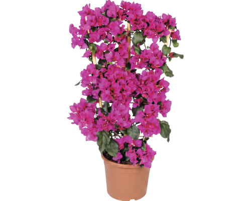 Bougainvillea am Holzspalier im Topf mit pinkfarbenen Blüten und grünen Blättern.