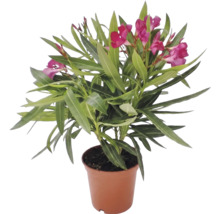 Oleander Nerium oleander mit rosafarbenen Blüten im Kulturtopf