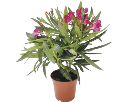 Oleander Nerium oleander mit rosafarbenen Blüten im Kulturtopf