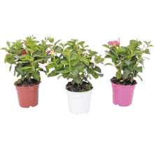 Drei Dipladenia-Pflanzen in Töpfen mit grünen Blättern und trichterförmigen Blüten in verschiedenen Farben.