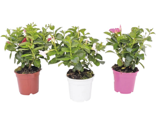 Drei Dipladenia-Pflanzen in Töpfen mit grünen Blättern und trichterförmigen Blüten in verschiedenen Farben.
