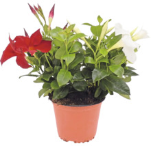 Dipladenie mit roten und weißen Blüten im Kunststofftopf.