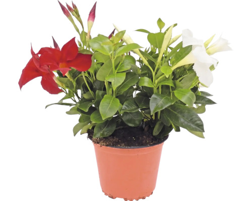 Dipladenie mit roten und weißen Blüten im Kunststofftopf.