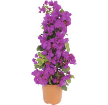 Blühende Bougainvillea in einem terrakottafarbenen Topf, Pyramidenform mit violetten Hochblättern und grünen Blättern.