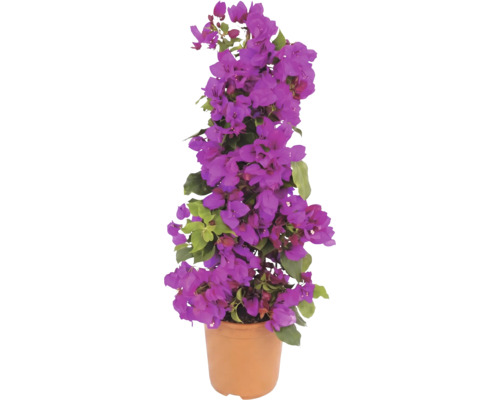 Blühende Bougainvillea in einem terrakottafarbenen Topf, Pyramidenform mit violetten Hochblättern und grünen Blättern.