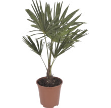 Chinesische Hanfpalme Trachycarpus fortunei mit fächerförmigen Blättern in einem braunen Kunststofftopf.