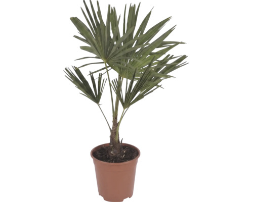 Chinesische Hanfpalme Trachycarpus fortunei mit fächerförmigen Blättern in einem braunen Kunststofftopf.