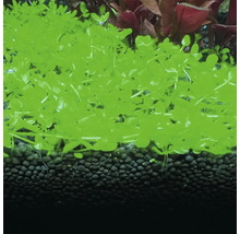 Grüne, bodendeckende Aquarienpflanze auf dunklem Bodengrund im Aquarium.