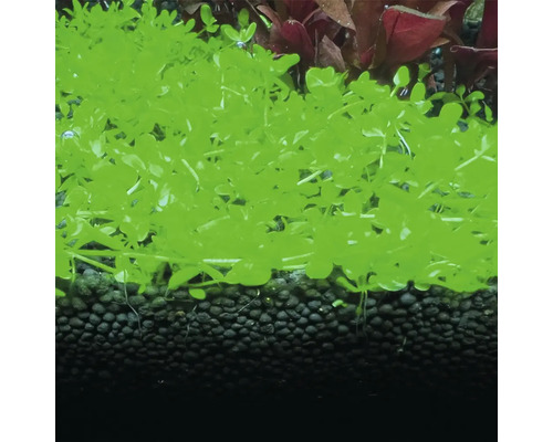 Grüne, bodendeckende Aquarienpflanze auf dunklem Bodengrund im Aquarium.