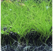 Nadel-Sumpfbinse Eleocharis acicularis für Aquarien, dicht gewachsen in dunklem Bodengrund mit sichtbaren Wurzeln.
