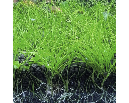 Nadel-Sumpfbinse Eleocharis acicularis für Aquarien, dicht gewachsen in dunklem Bodengrund mit sichtbaren Wurzeln.