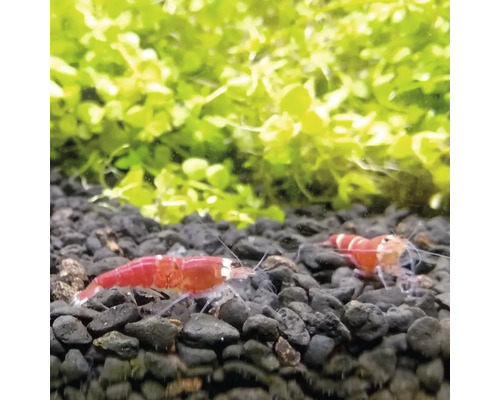 Zwei rot-weiße Zwerggarnelen auf dunklem Aquarienkies vor grünen Wasserpflanzen.