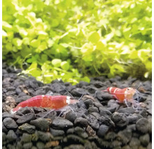 Zwei rot-weiße Zwerggarnelen auf dunklem Aquarienkies vor grünen Wasserpflanzen.