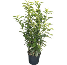 Kirschlorbeer Prunus laurocerasus im schwarzen Kunststofftopf, aufrecht wachsender immergrüner Strauch mit glänzenden Blättern.