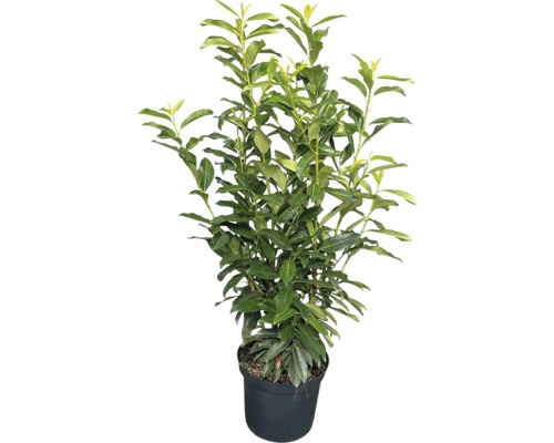 Kirschlorbeer Prunus laurocerasus im schwarzen Kunststofftopf, aufrecht wachsender immergrüner Strauch mit glänzenden Blättern.