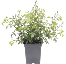 Rosenstrauch mit grünen Blättern und Knospen in einem grauen Pflanztopf.
