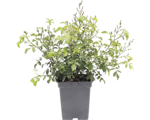 Rosenstrauch mit grünen Blättern und Knospen in einem grauen Pflanztopf.
