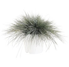 Blauschwingel Festuca glauca im weißen Übertopf
