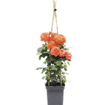 Kletterrose mit orangefarbenen Blüten an Bambus-Rankhilfe im schwarzen Kunststofftopf.