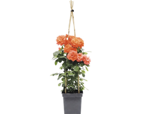 Kletterrose mit orangefarbenen Blüten an Bambus-Rankhilfe im schwarzen Kunststofftopf.