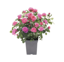 Rosenstock mit rosa Blüten und grünen Blättern in einem grauen Kunststofftopf.