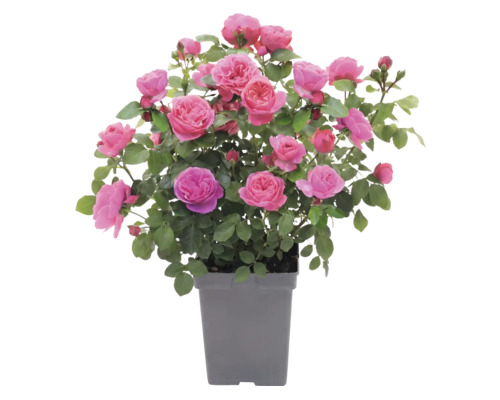 Rosenstock mit rosa Blüten und grünen Blättern in einem grauen Kunststofftopf.