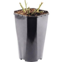 Zurückgeschnittene Pflanzenstiele in einem hohen Kunststofftopf mit Mulch.