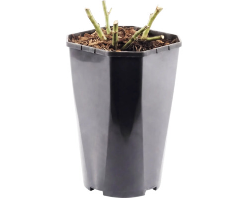 Zurückgeschnittene Pflanzenstiele in einem hohen Kunststofftopf mit Mulch.