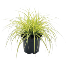 Japan-Segge Carex oshimensis Evergold mit gelb-grünen Blättern in einem schwarzen Kunststofftopf.