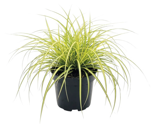 Japan-Segge Carex oshimensis Evergold mit gelb-grünen Blättern in einem schwarzen Kunststofftopf.