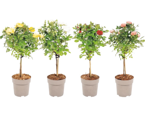 Vier verschiedene Hochstammrosen in Töpfen mit gelben, weißen, roten und rosa Blüten.